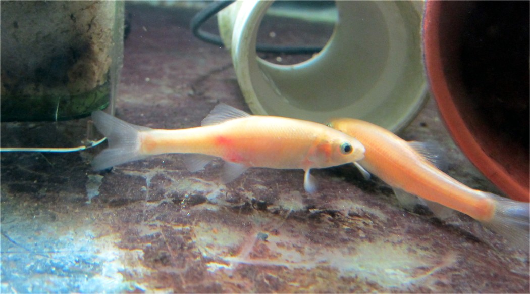 Fatheads rosy reds? By any name, marvel among minnows | Sonny's Fish Room